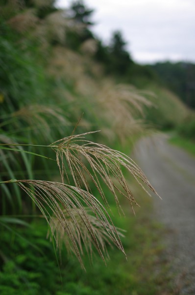 Japanese pampas grass