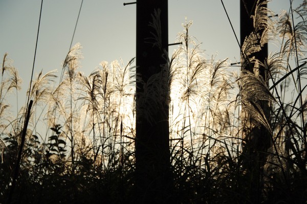 Japanese pampas grass-1