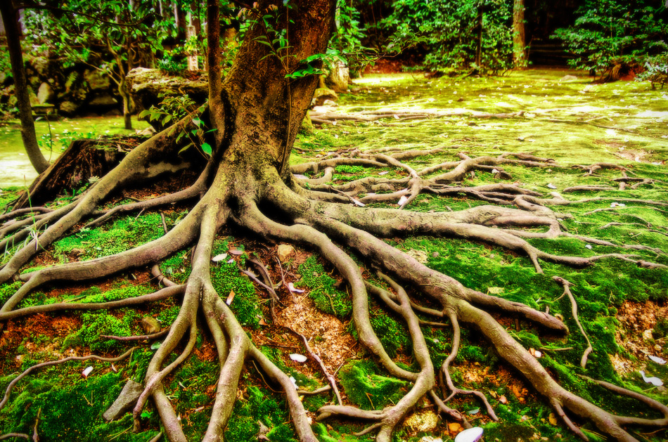 Root of the Tree