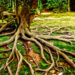 Root of the Tree
